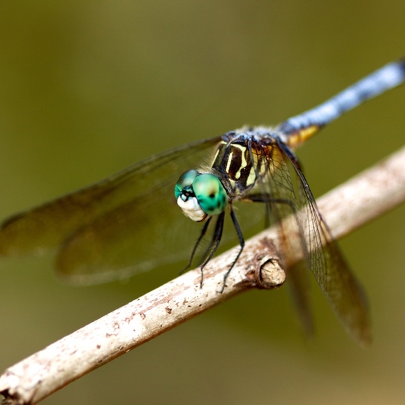 megchevis